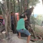 Close call: Buffalo rescued from deep well in Chon Buri (video) | Thaiger