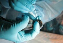 Thailand takes measures to curb bird flu amid regional outbreaks