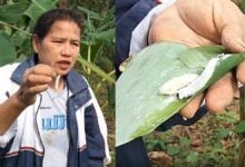 Banana leaf caterpillars bring flavour to Phayao province