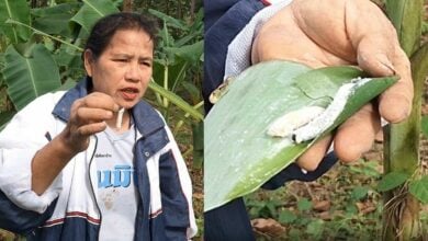 Banana leaf caterpillars bring flavour to Phayao province