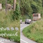 Legal action pursued over shooting at elephants in Thailand | Thaiger