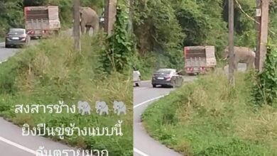 Legal action pursued over shooting at elephants in Thailand