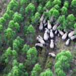 Thailand plans elephant contraception to curb human-wildlife conflict