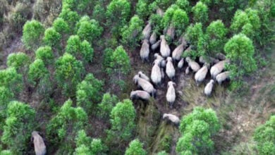 Thailand plans elephant contraception to curb human-wildlife conflict