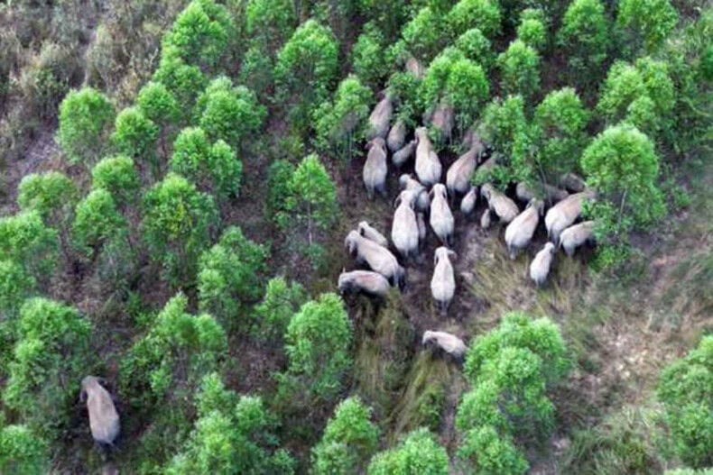 Thailand plans elephant contraception to curb human-wildlife conflict