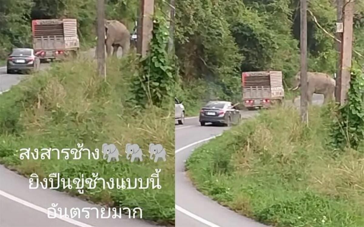 Legal action pursued over shooting at elephants in Thailand