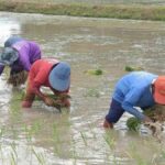 Thai farmers receive 20 billion baht in government aid | Thaiger