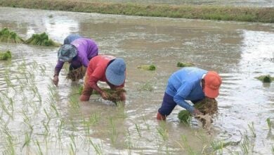 Thai farmers receive 20 billion baht in government aid