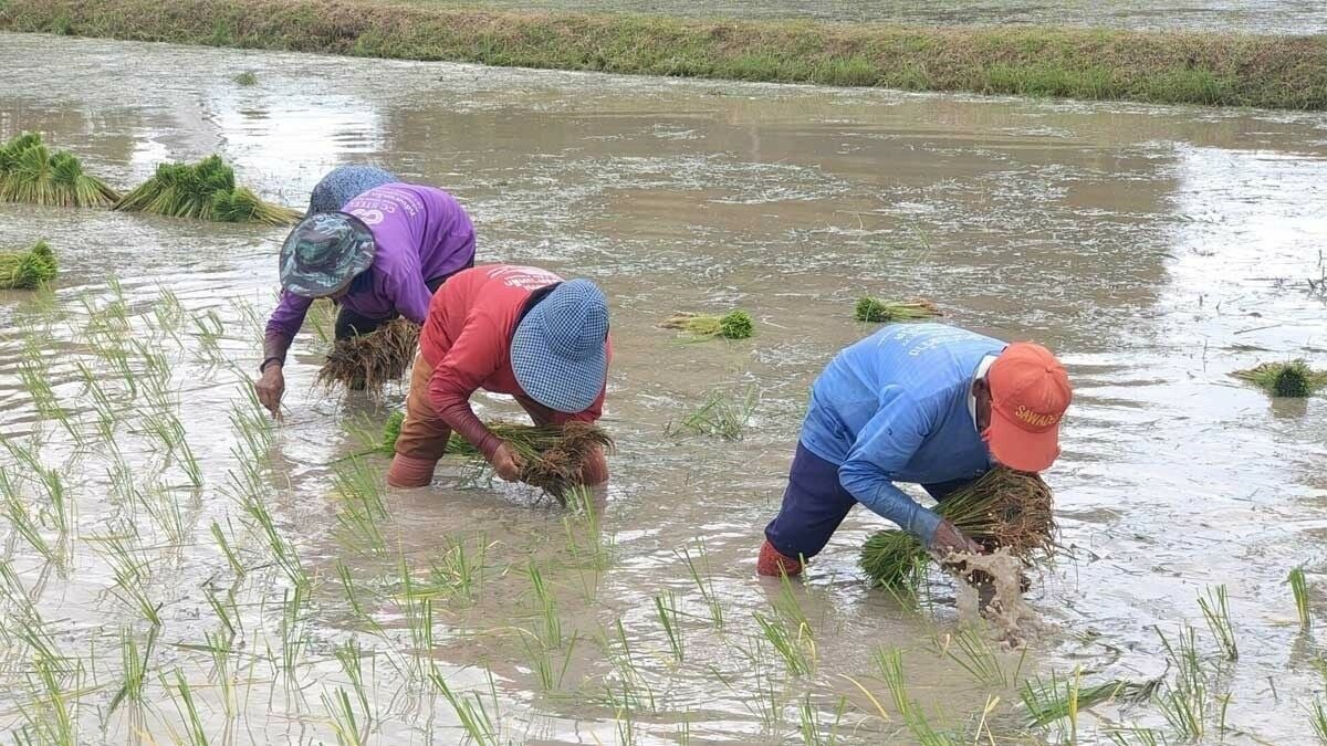 Thai farmers receive 20 billion baht in government aid