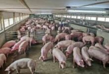 Thai pig farms face closure risk amid pork oversupply crisis