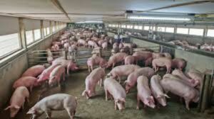 Thai pig farms face closure risk amid pork oversupply crisis