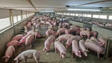 Thai pig farms face closure risk amid pork oversupply crisis