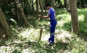 Giant king cobra caught in fish trap excites Songkhla locals