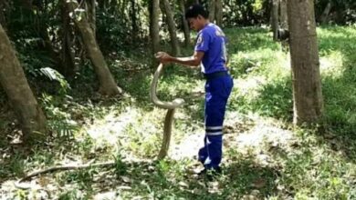 Giant king cobra caught in fish trap excites Songkhla locals