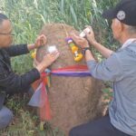 Winning numbers: Villagers seek lottery luck from Phayao anthill | Thaiger