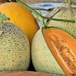 Sweet profit: Lopburi melon farm thrives with high demand | Thaiger