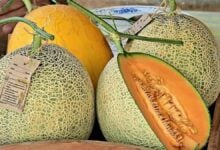 Sweet profit: Lopburi melon farm thrives with high demand