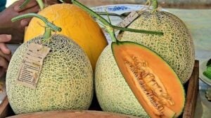 Sweet profit: Lopburi melon farm thrives with high demand