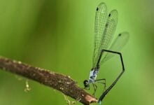 New damselfly species discovered in Thai wildlife sanctuary