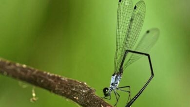 New damselfly species discovered in Thai wildlife sanctuary