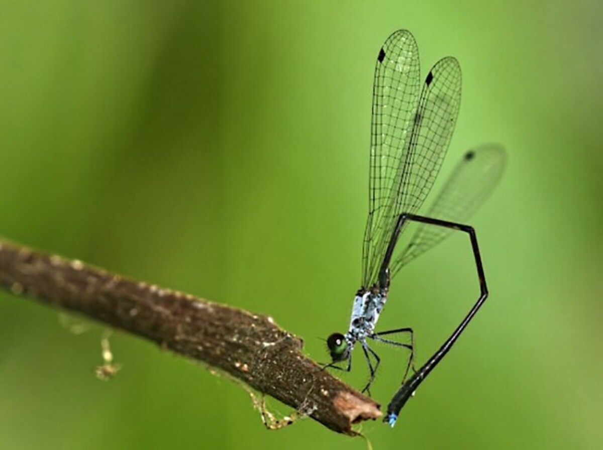 New damselfly species discovered in Thai wildlife sanctuary