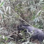 Rare serow surprises tourists at Khao Yai National Park
