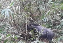 Rare serow surprises tourists at Khao Yai National Park