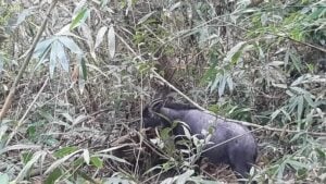 Rare serow surprises tourists at Khao Yai National Park