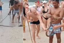 Cobra causes hiss-teria at Kata Beach in Phuket (video)