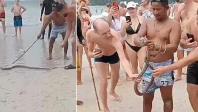 Cobra causes hiss-teria at Kata Beach in Phuket (video)