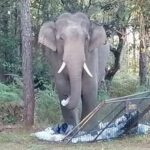 Phu Kradueng park closes after tourist tragedy with wild elephant | Thaiger