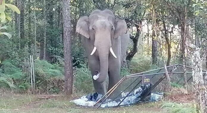 Phu Kradueng park closes after tourist tragedy with wild elephant