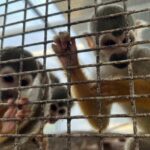 Illegal wildlife trade uncovered in Ratchaburi luxury home raid