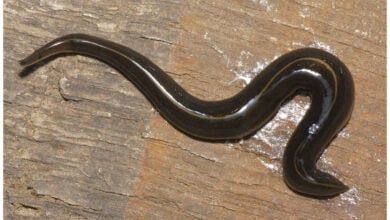 Deadly New Guinea flatworm crawls into Thailand (video)