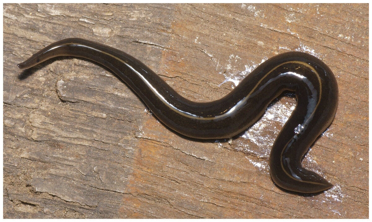 Deadly New Guinea flatworm crawls into Thailand (video)