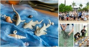 Pullman Phuket Panwa Beach Resort releases baby sharks