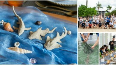 Pullman Phuket Panwa Beach Resort releases baby sharks