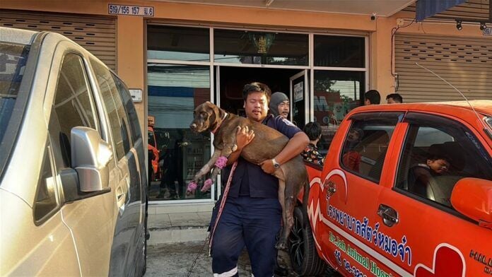 Panic at Pattaya pet hospital: Firefighters launch balcony rescue | News by Thaiger