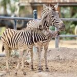 Adorable alert: Khao Kheow Zoo welcomes baby zebra