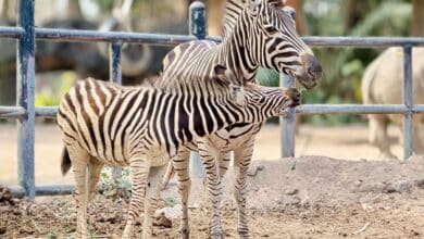 Adorable alert: Khao Kheow Zoo welcomes baby zebra