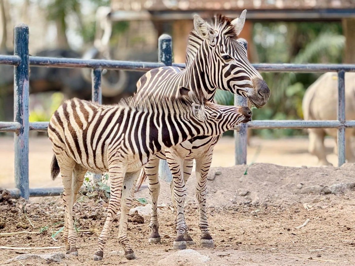 Adorable alert: Khao Kheow Zoo welcomes baby zebra