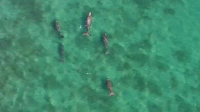 Thailand launches UAVs to protect endangered dugongs