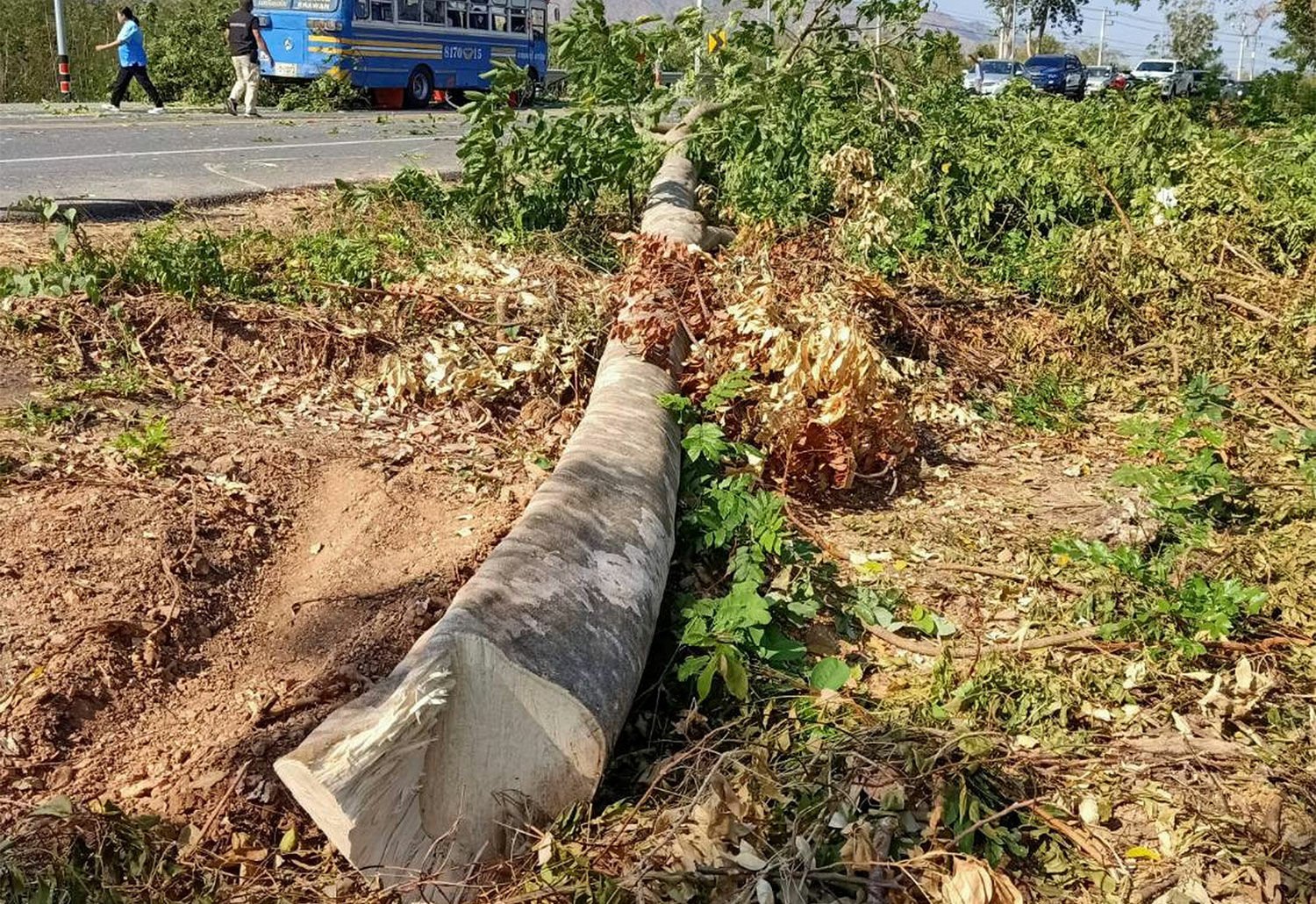 Toppled tree: 9 tourists injured in Kanchanaburi bus accident | News by Thaiger