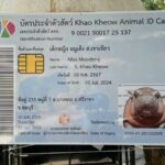 Moo Deng turns 6 months, sparks ID card and auction frenzy | Thaiger