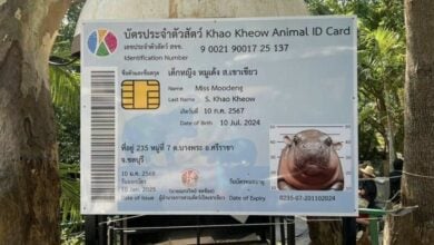 Moo Deng turns 6 months, sparks ID card and auction frenzy