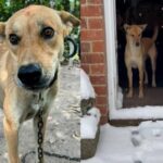 Rusty’s journey: Rescued Thai dog experiences snow for the first time in UK | Thaiger