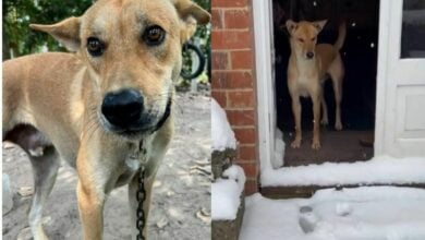 Rusty’s journey: Rescued Thai dog experiences snow for the first time in UK | Thaiger