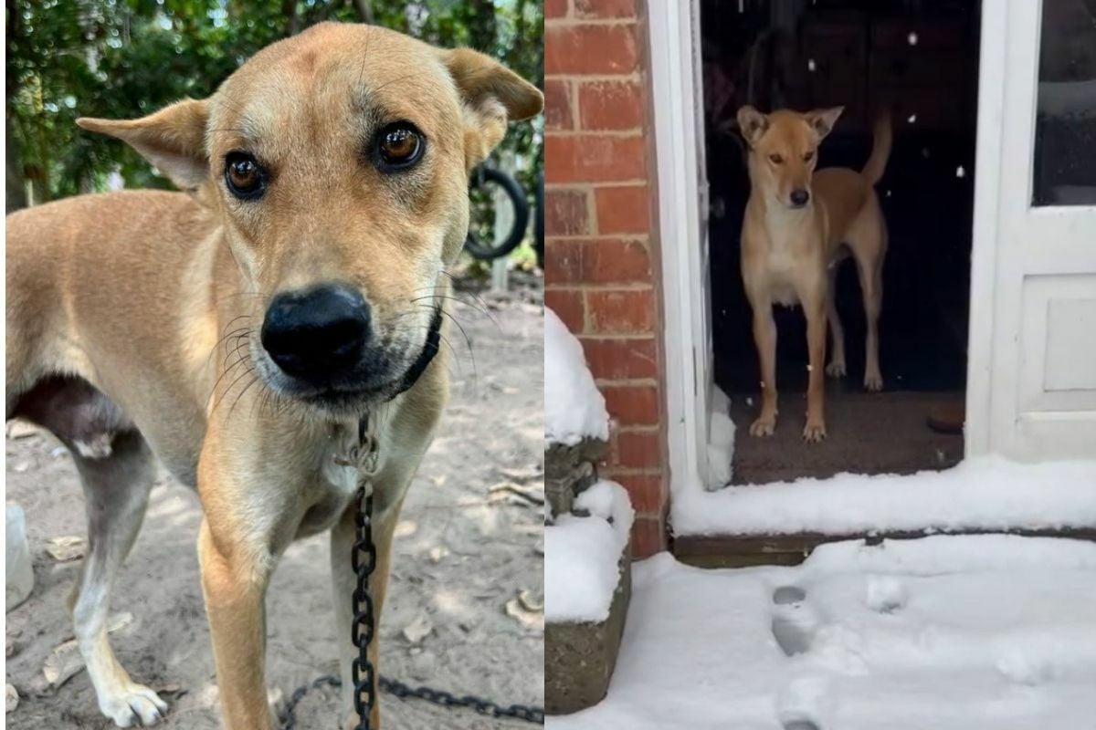 Rusty’s journey: Rescued Thai dog experiences snow for the first time in UK