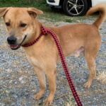 Search for missing dog turns into scandal as cheque reward valid only in 2125 | Thaiger