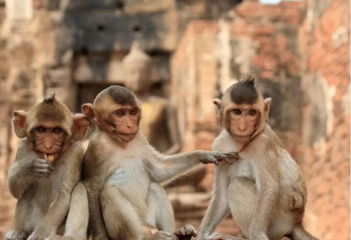 Monkey business: 100 macaques to be neutered in south Bangkok | News by Thaiger